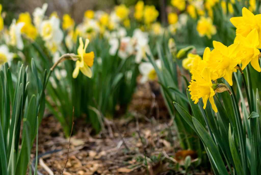 Faithful Daffodils